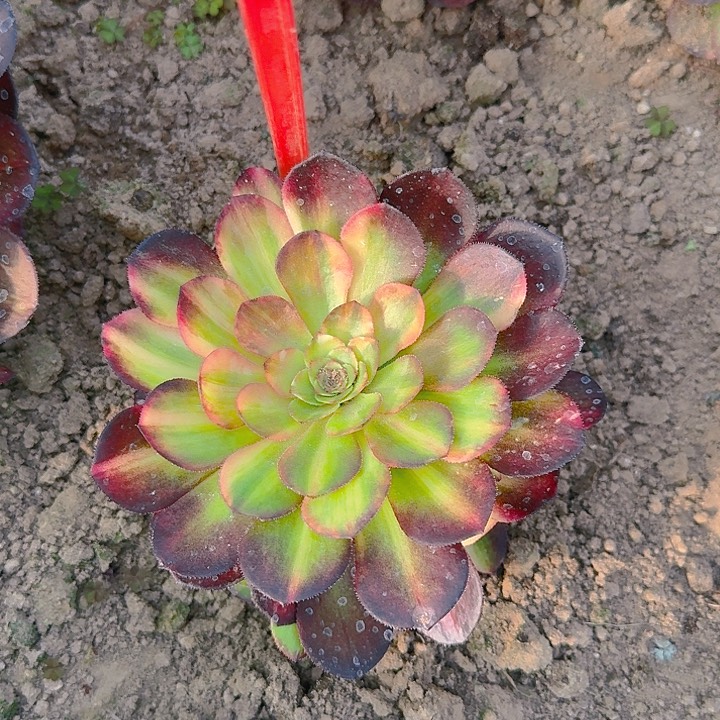 4-123万七彩多肉法师