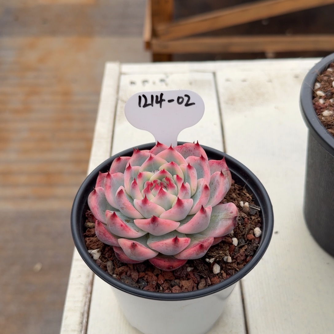 ˙***意1214-02吉娃娃锦小一颗