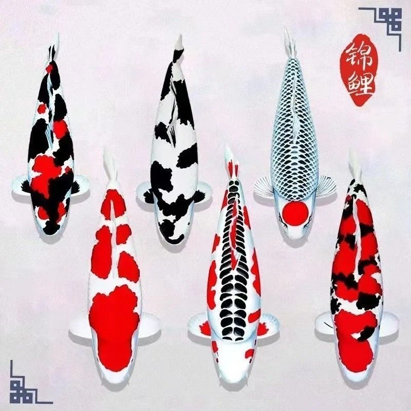 观赏鱼鱼苗锦鲤红白大正昭和鱼苗锦鲤观赏鱼