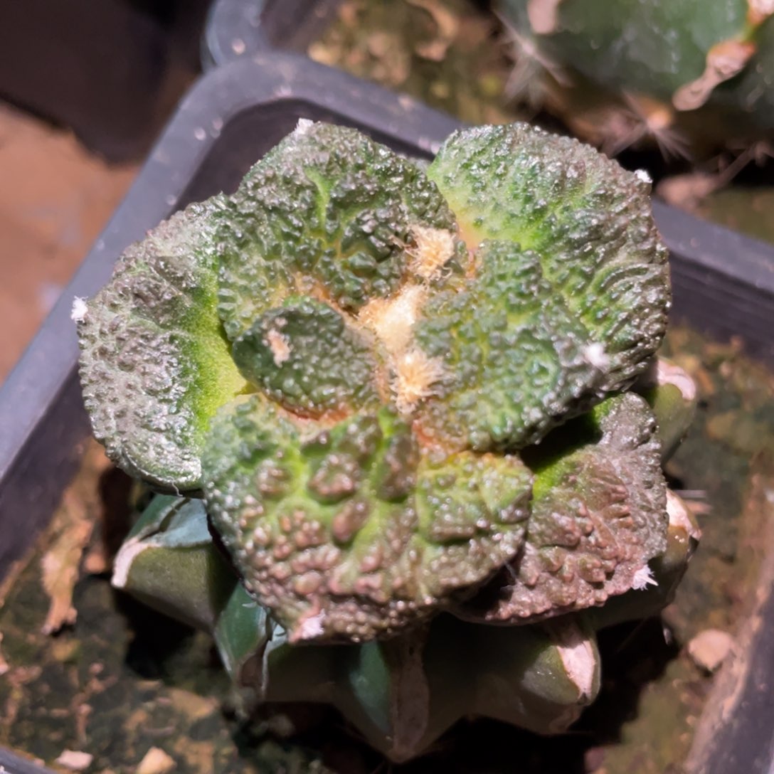 丸犹紫姬菜花牡丹 仙人球