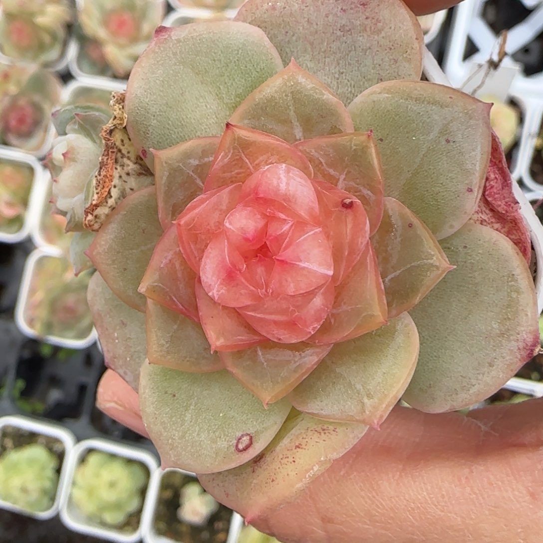 粉谪仙盆外棚一个满25包邮