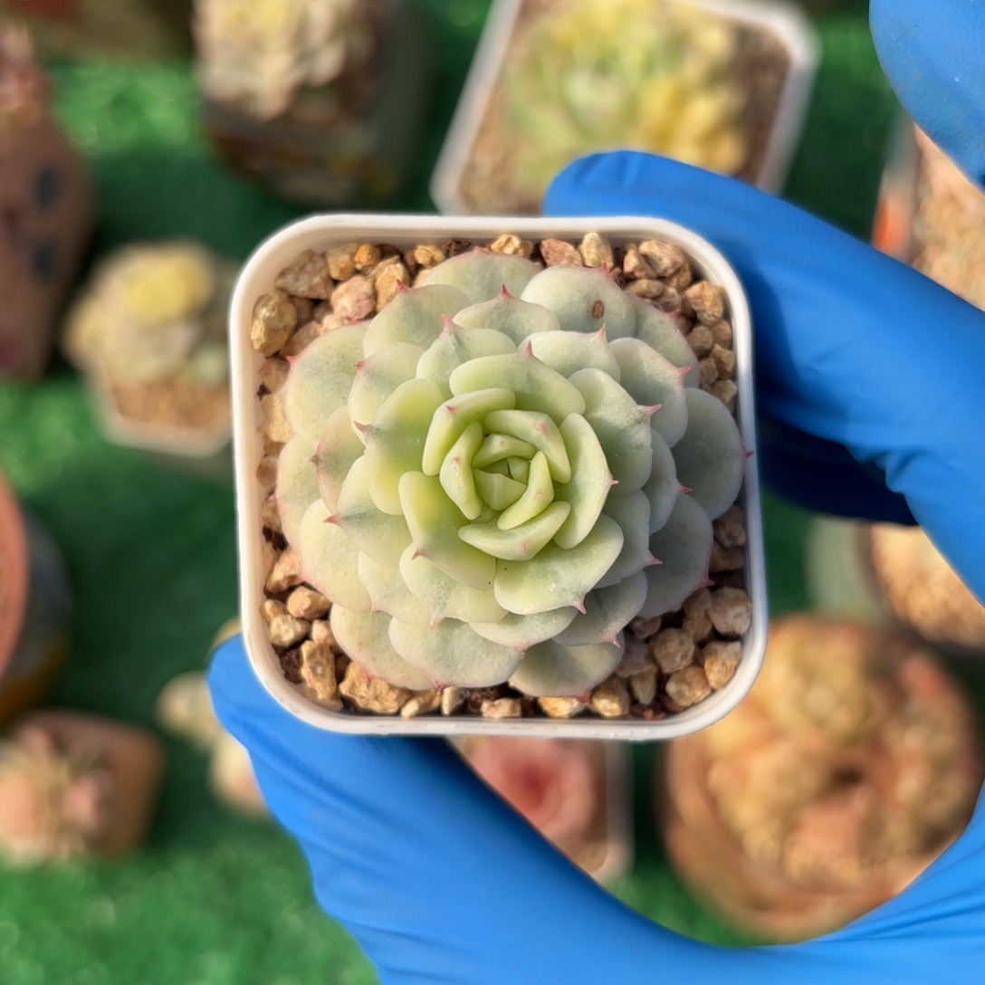 小静夜锦一物一拍一