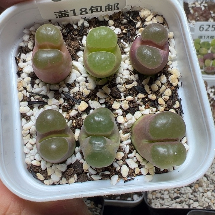 【闪购商品】 629。     