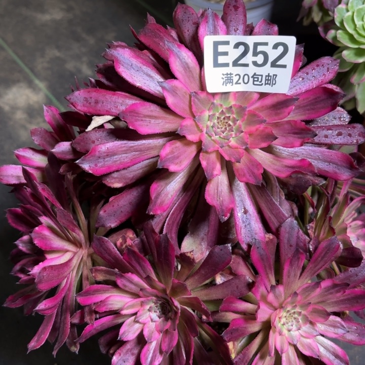 瑞妈一物一拍252