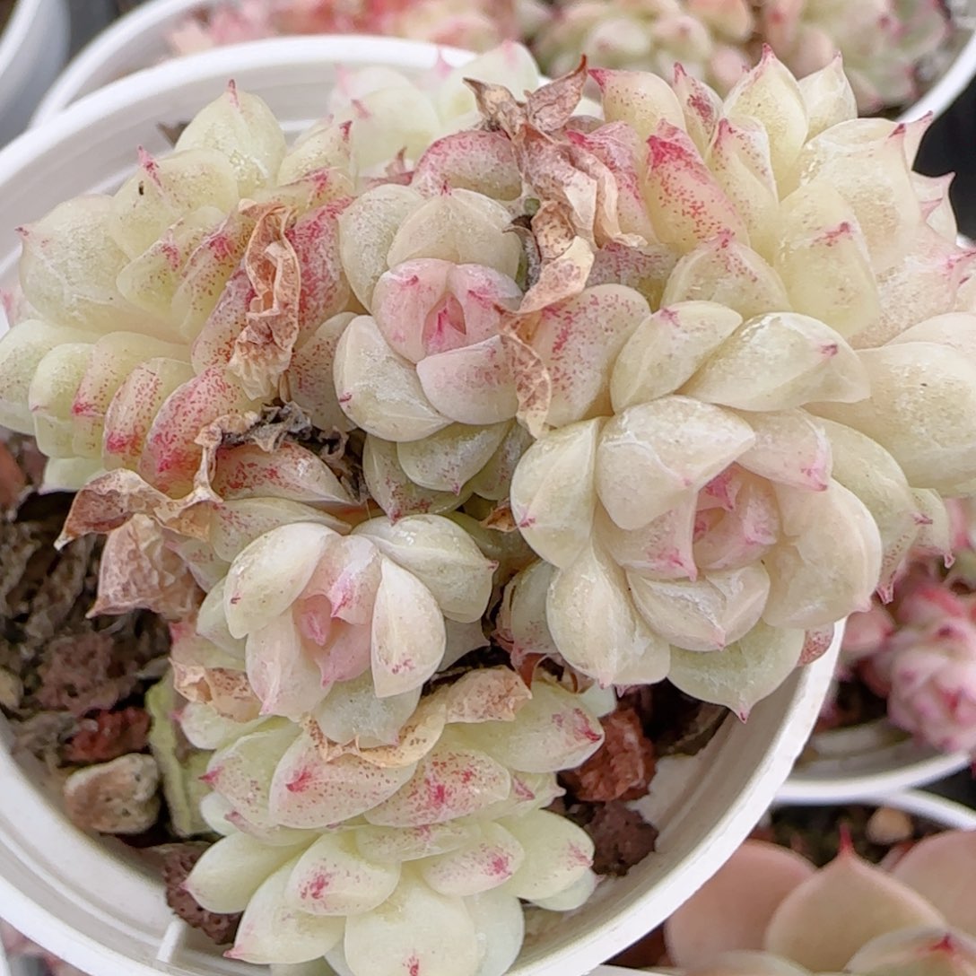 一***男花语多肉1225-252魔仙散