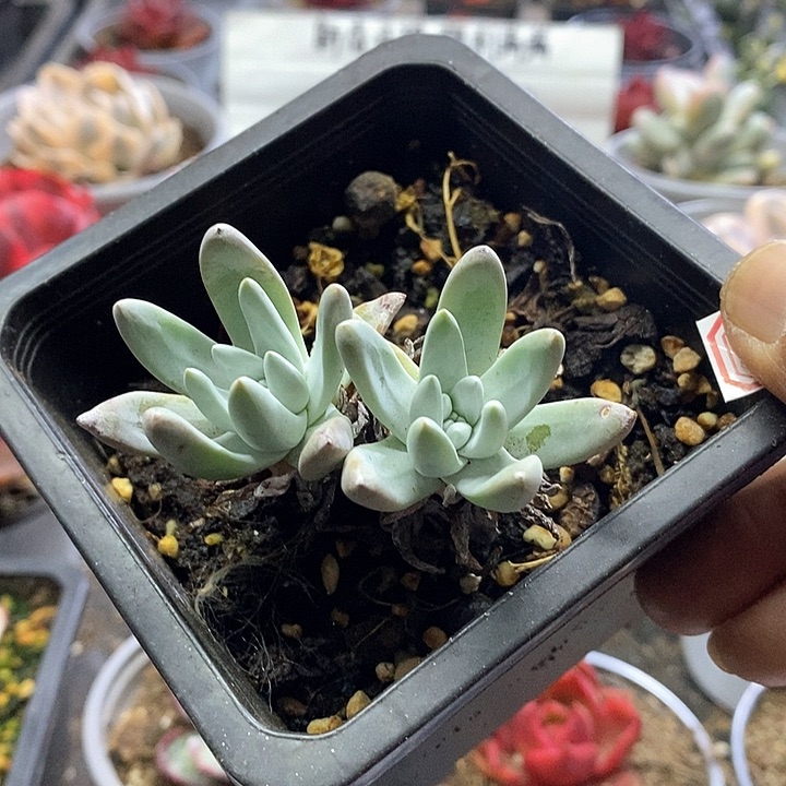 14118白菊杂海瑟多肉