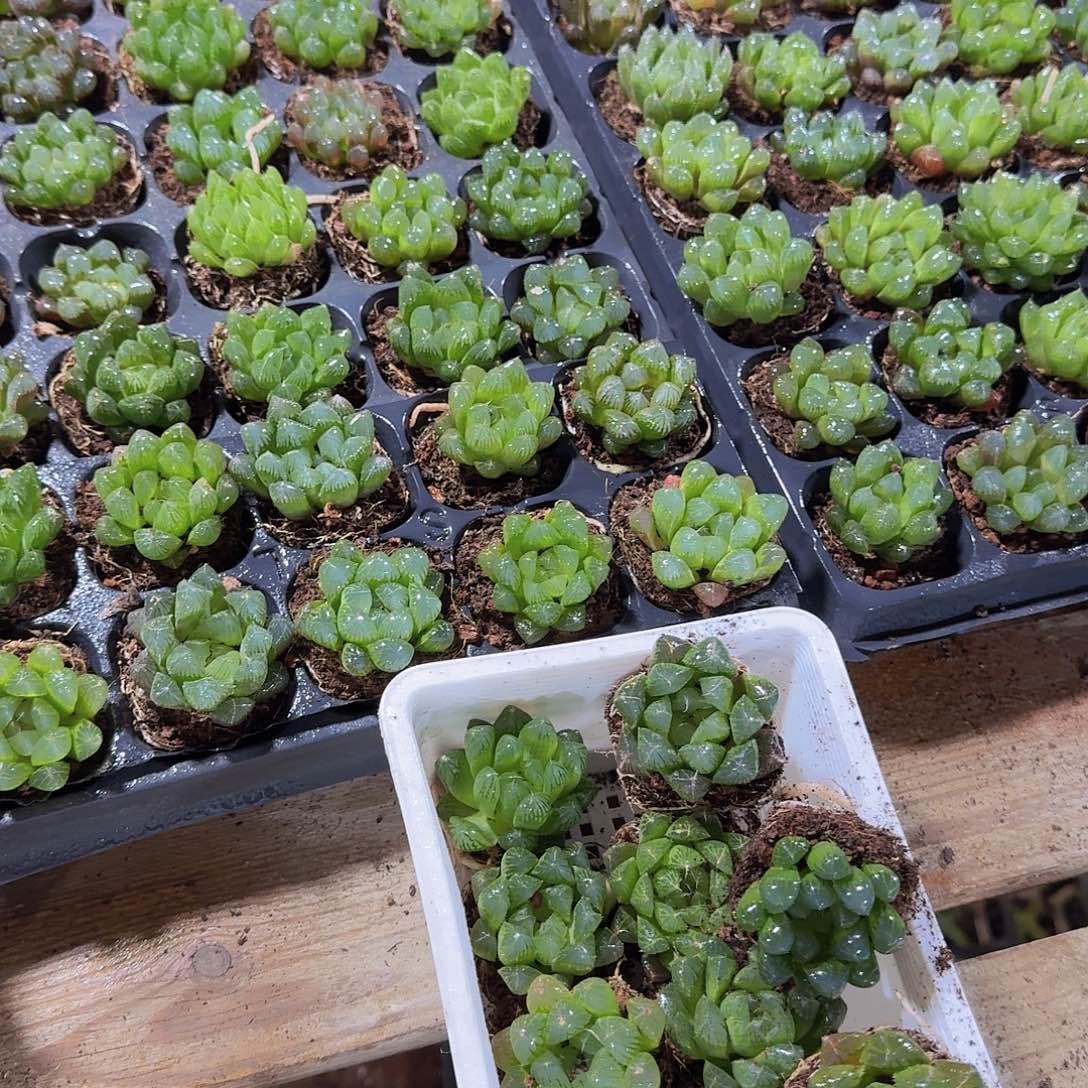 50孔玉露10颗福利