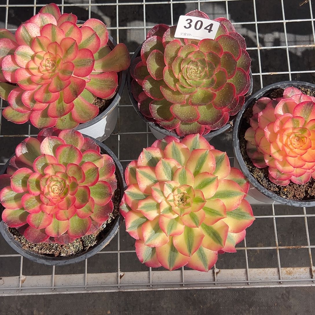 精品多肉植物304组合