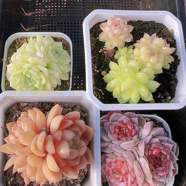 花时光精品多肉02