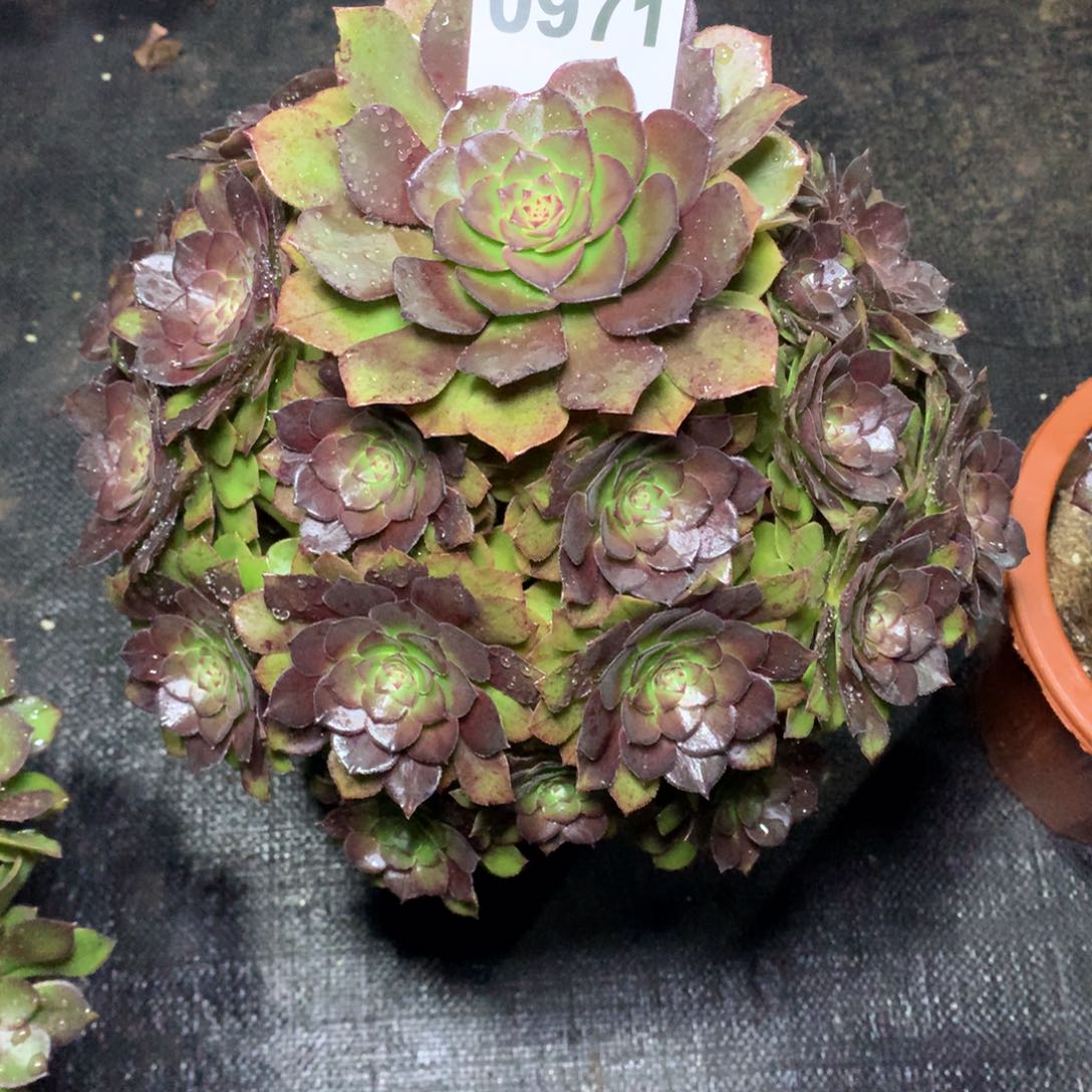1***℃桃花石971法师多肉植物35000000