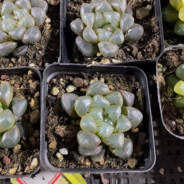 7方大冰灯玉露带盆