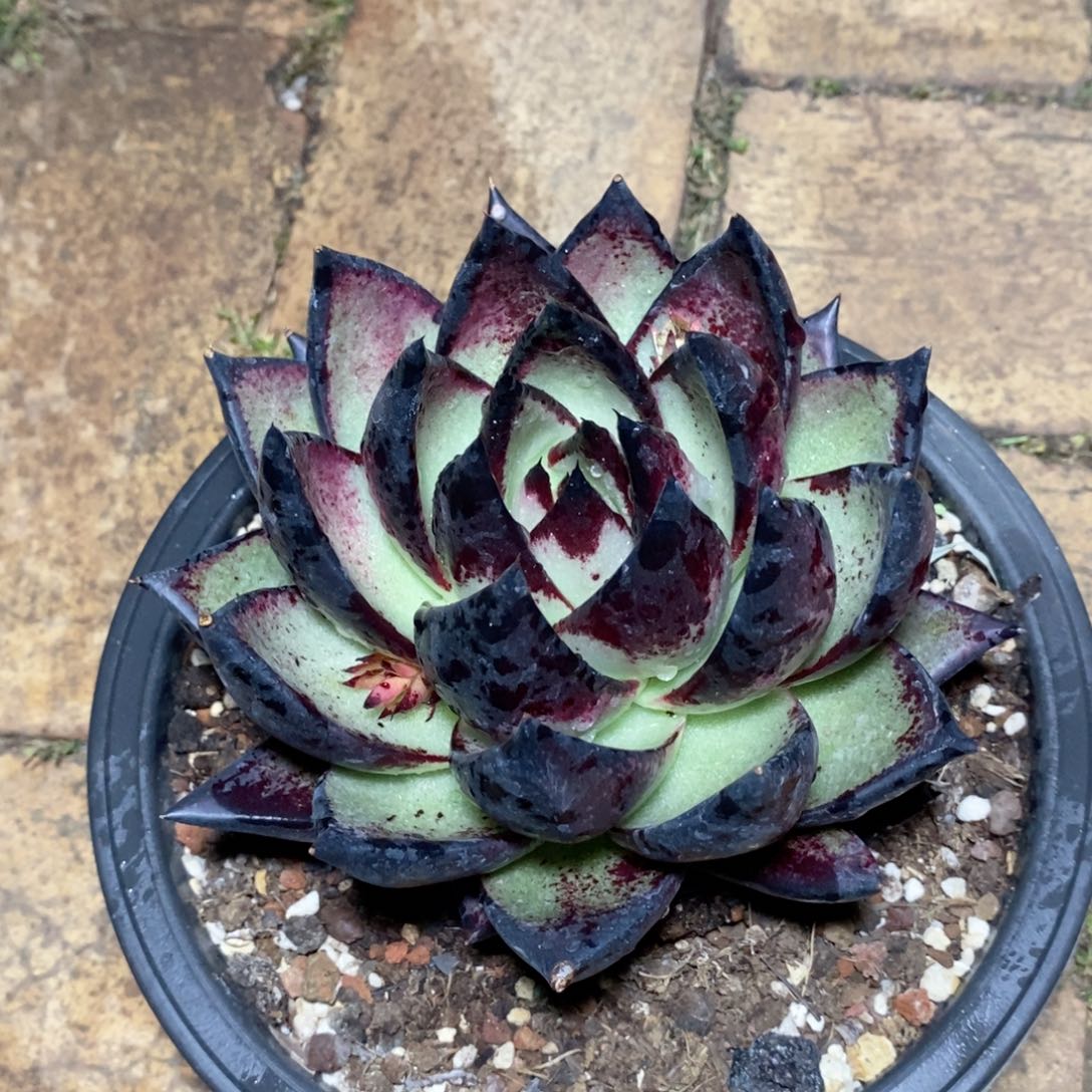 *️**福利特价美乌