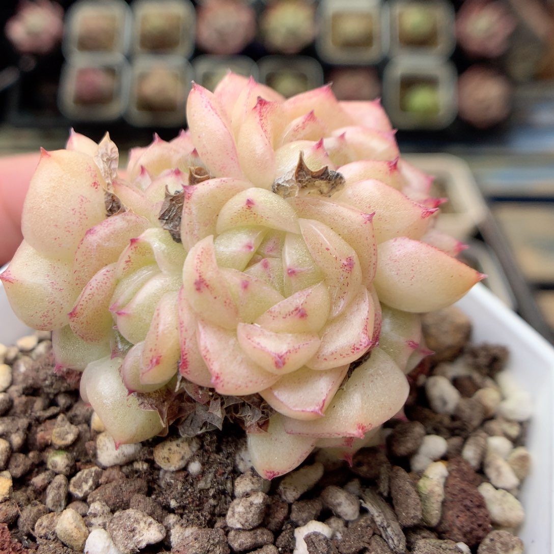 G38 ，20包邮两天凑单偏远不发货