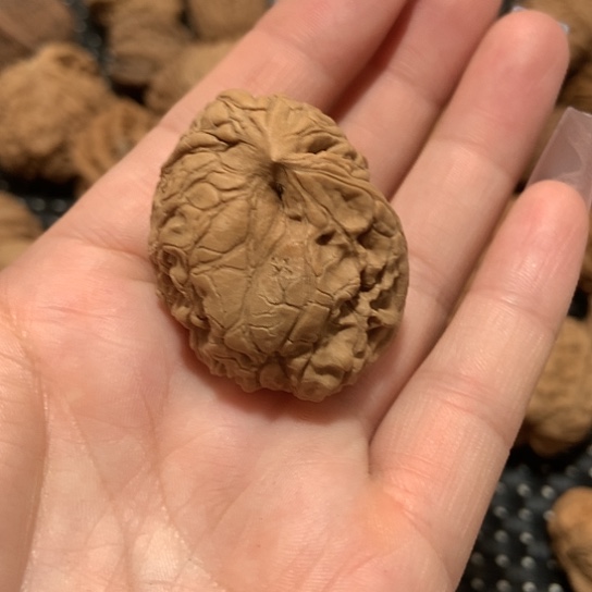 Ł天然一个棱有虫眼