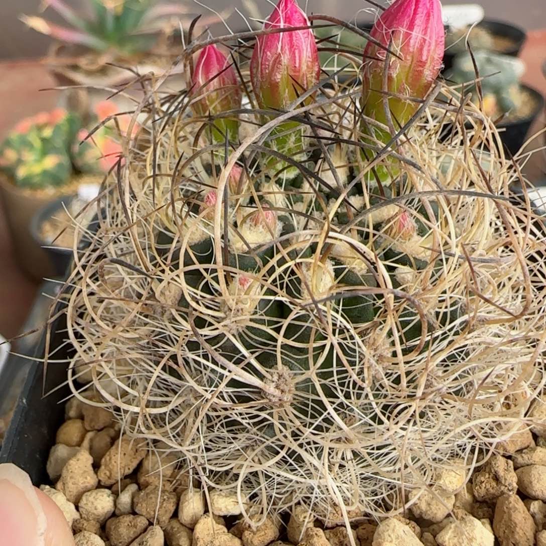 31实生混乱玉多肉