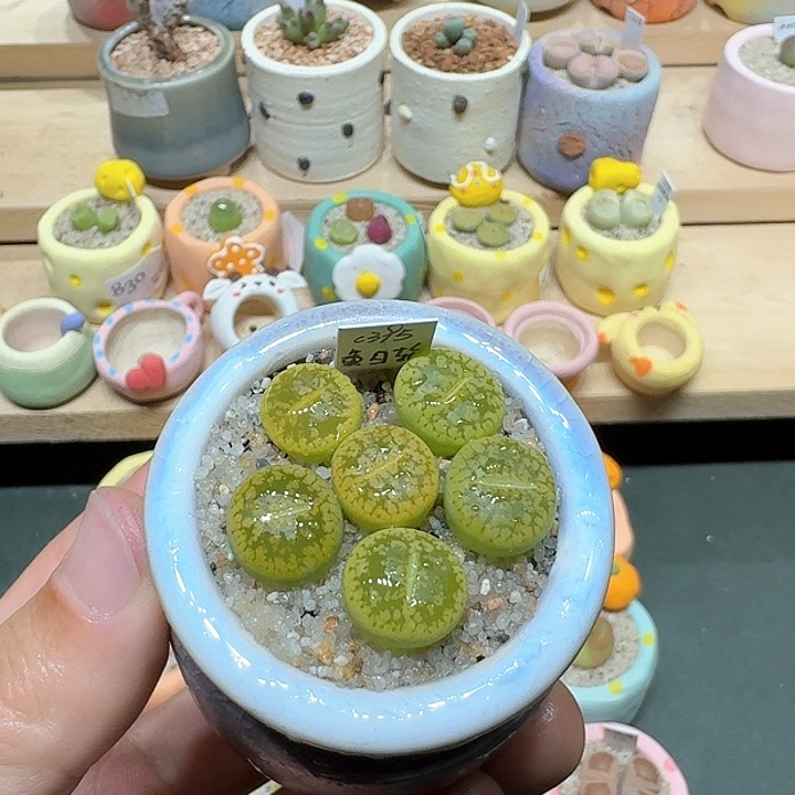 红陶蘑菇358黄日轮