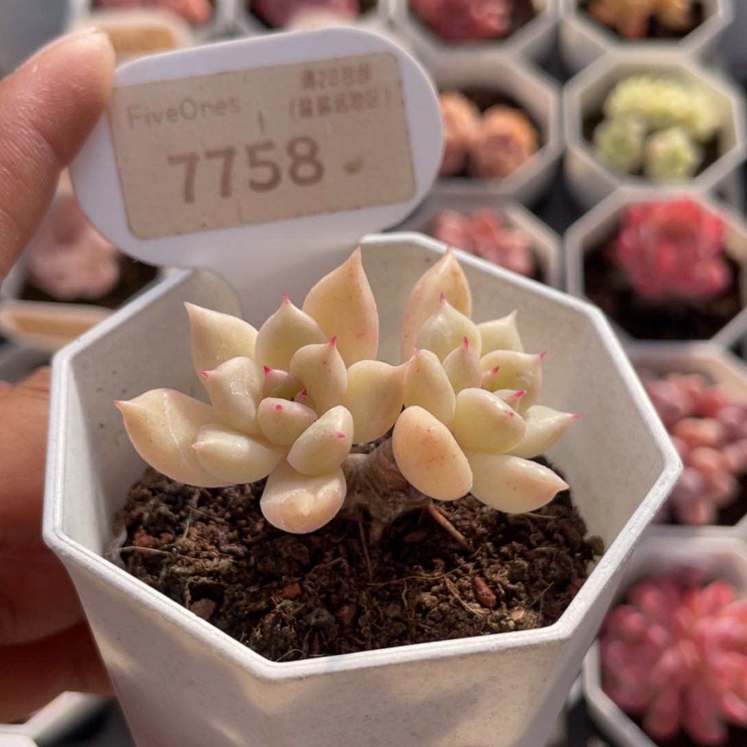璀璨7758-4.5厘米