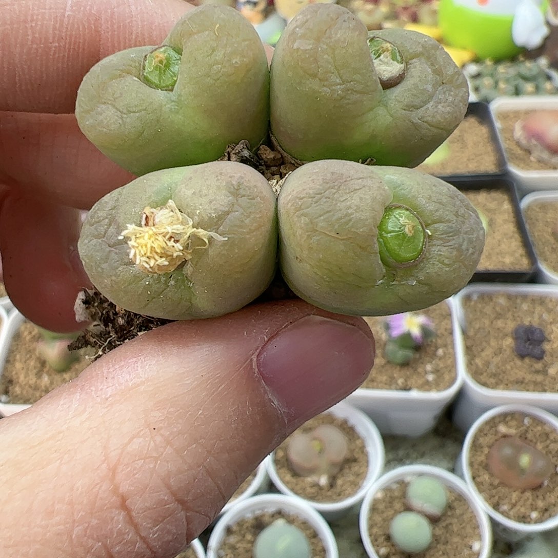 【闪购商品】123 双12福利限量