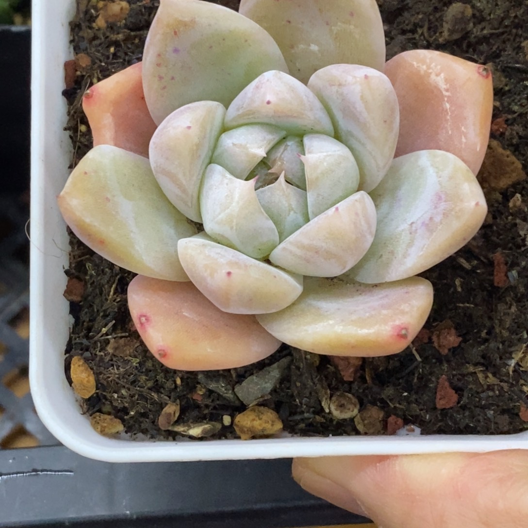 精品多肉一物一拍不包整420