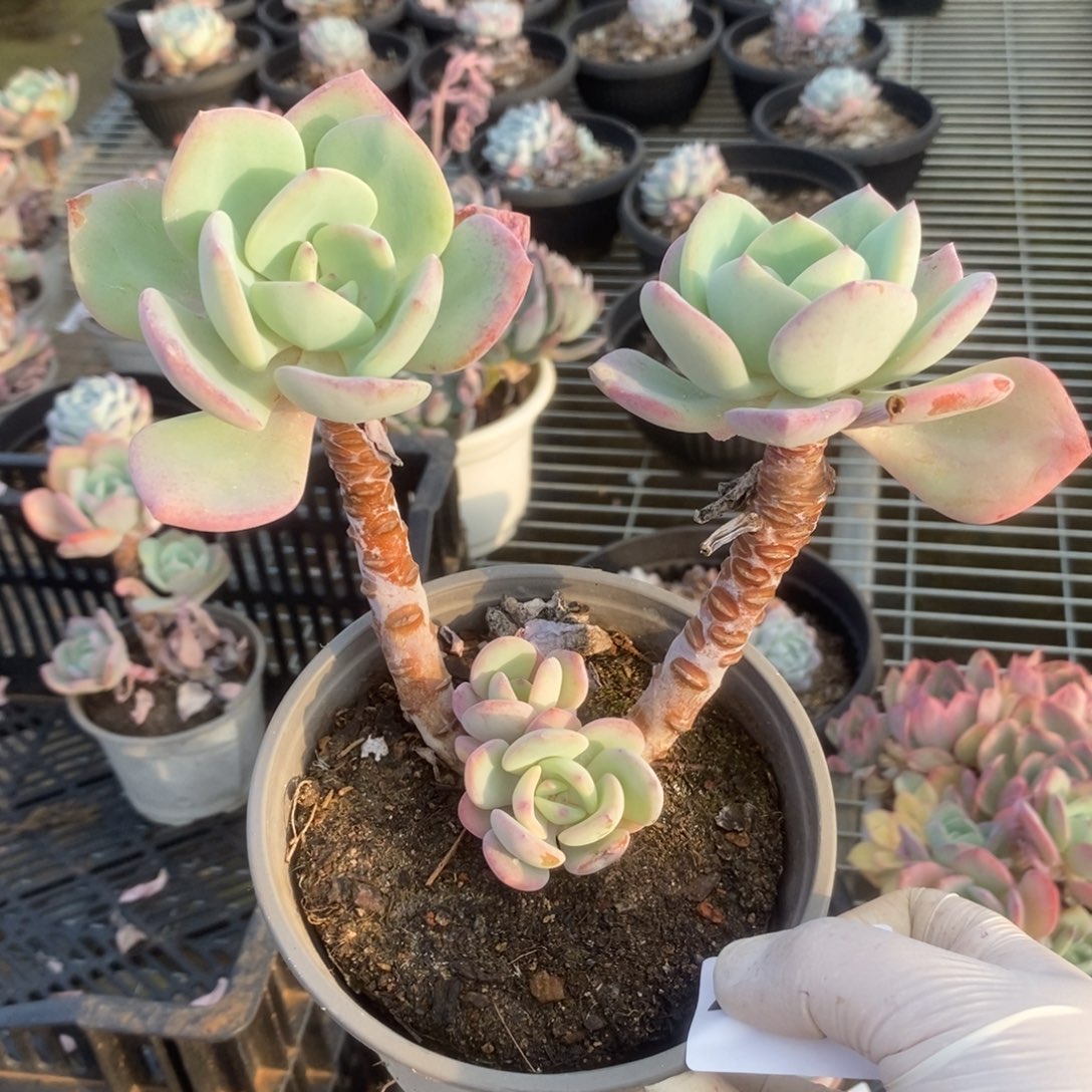2973白月光一物一拍