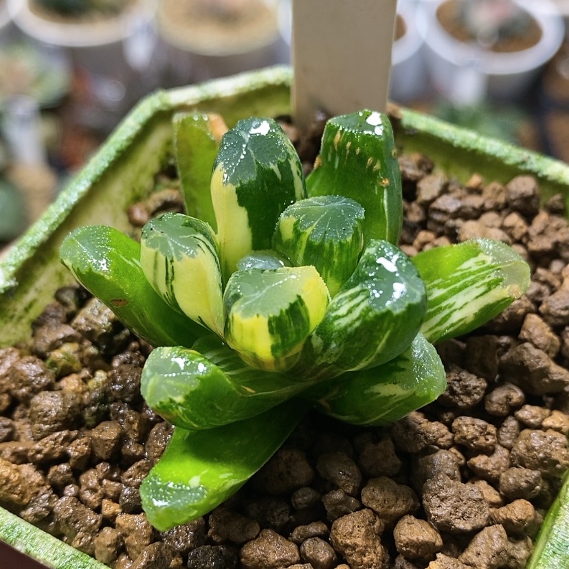 【闪购商品】11玉万锦