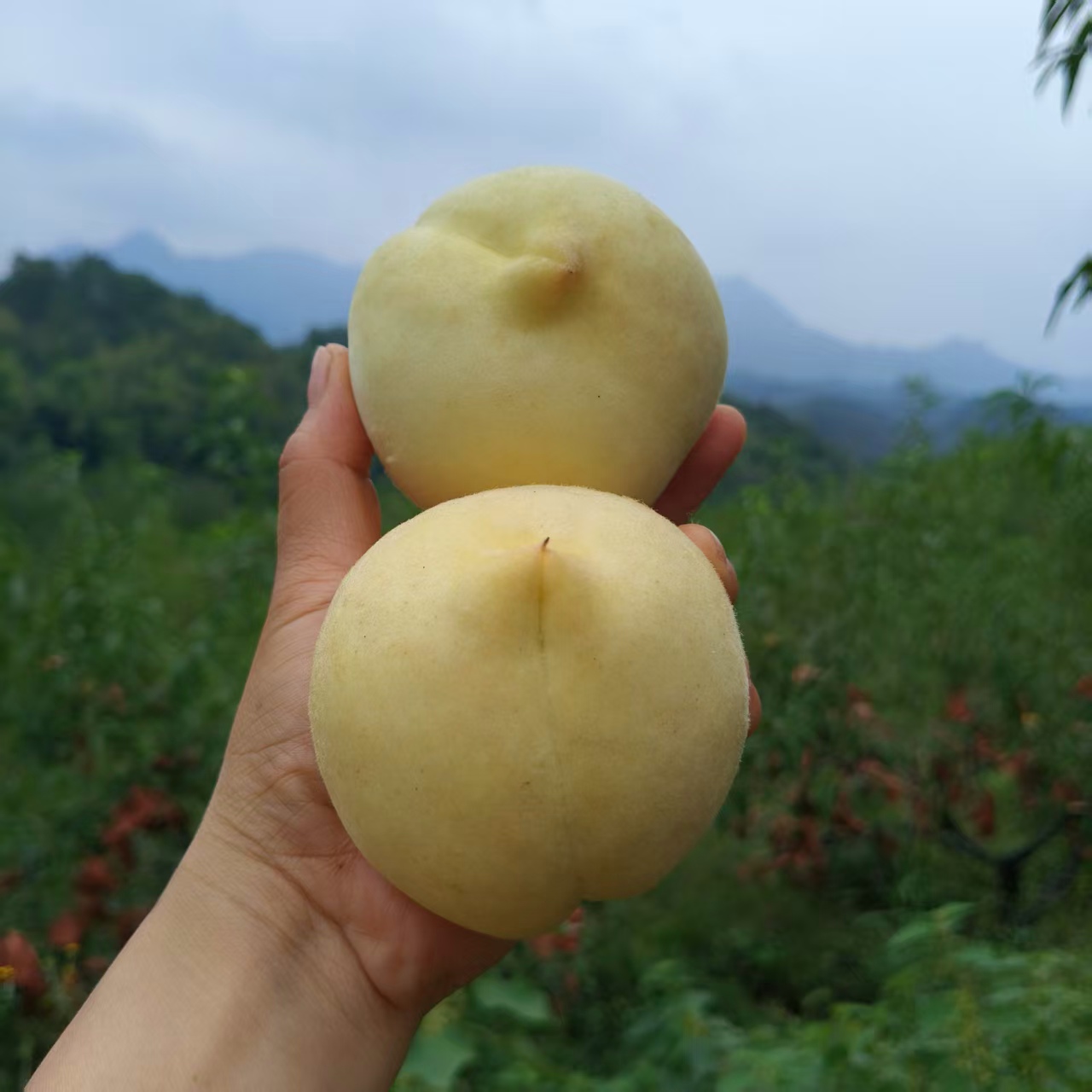湖南高山大白桃冬桃青翠大蜜桃新鲜现摘肉质白润清脆爽甜美味可口