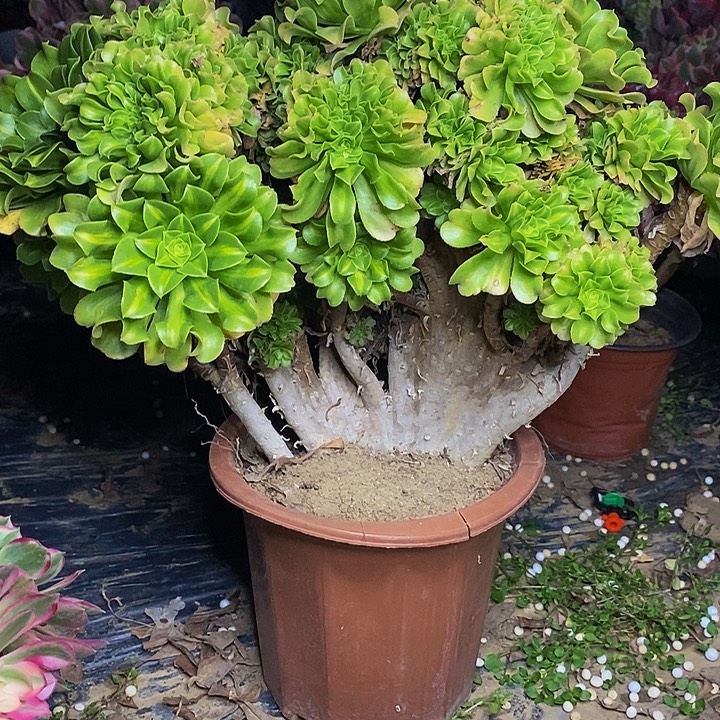 @***)翡翠琉璃中斑老桩缀化873号