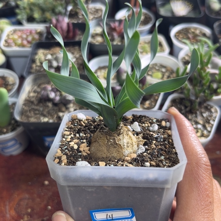 111 宽弹多肉植物