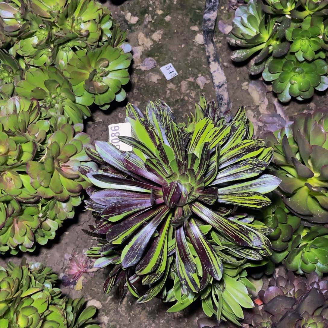 水墨丹青法师5-27