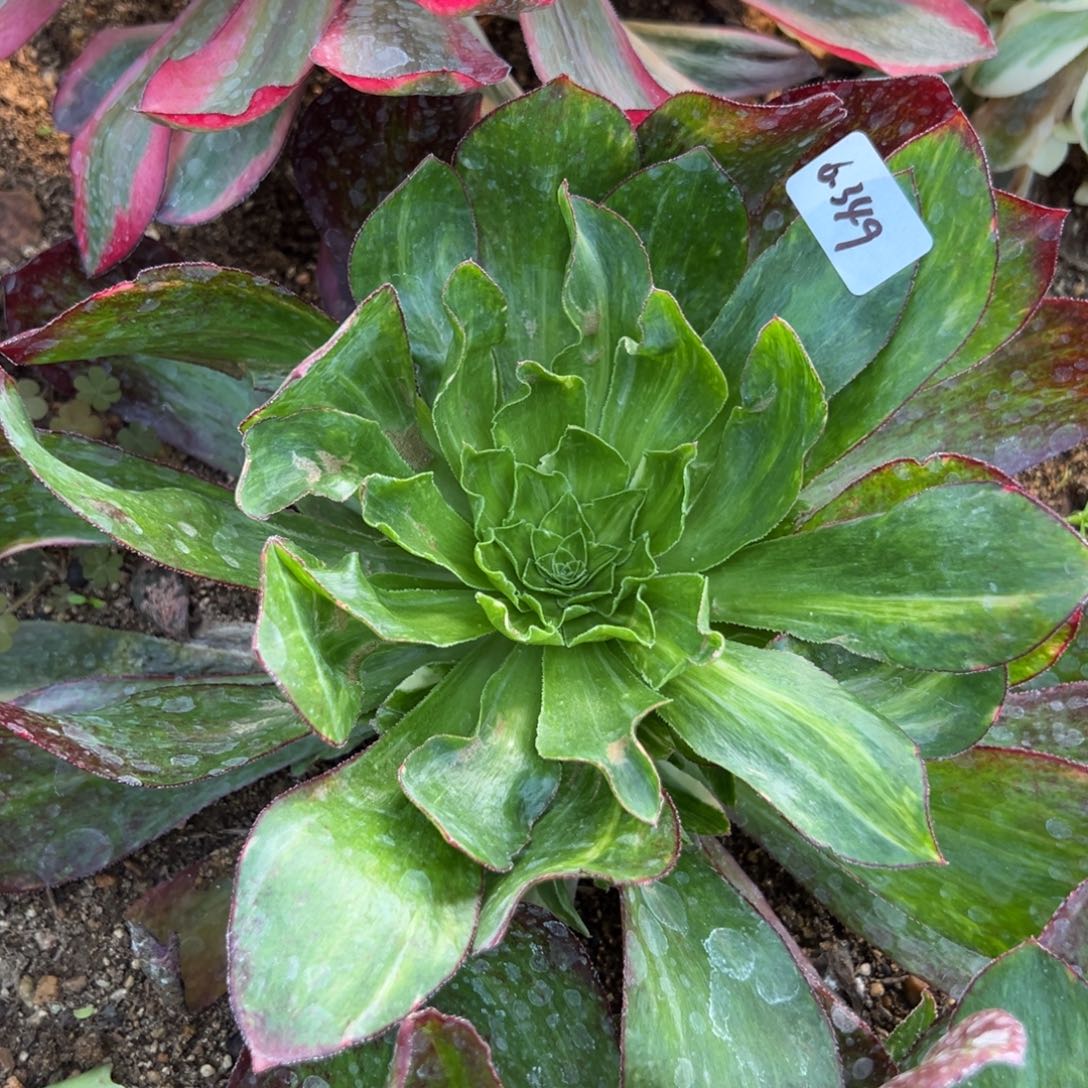 349魅影七彩多肉植物