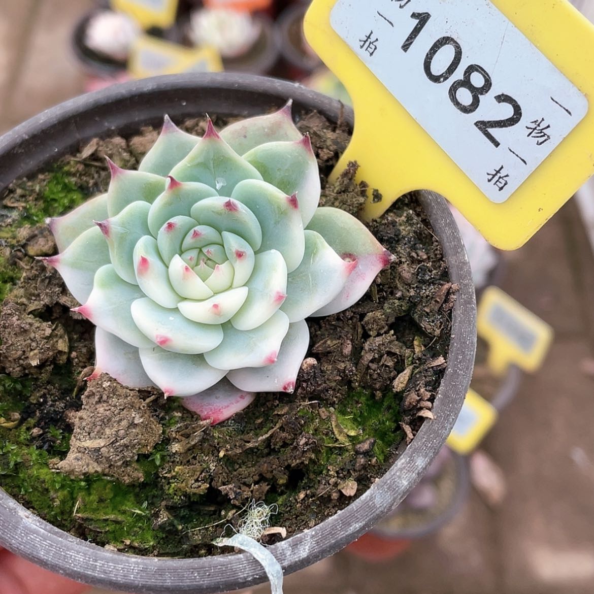 【闪购商品】1082号
