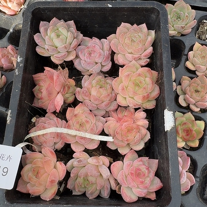 粉色编号二十颗量拍左六28-19