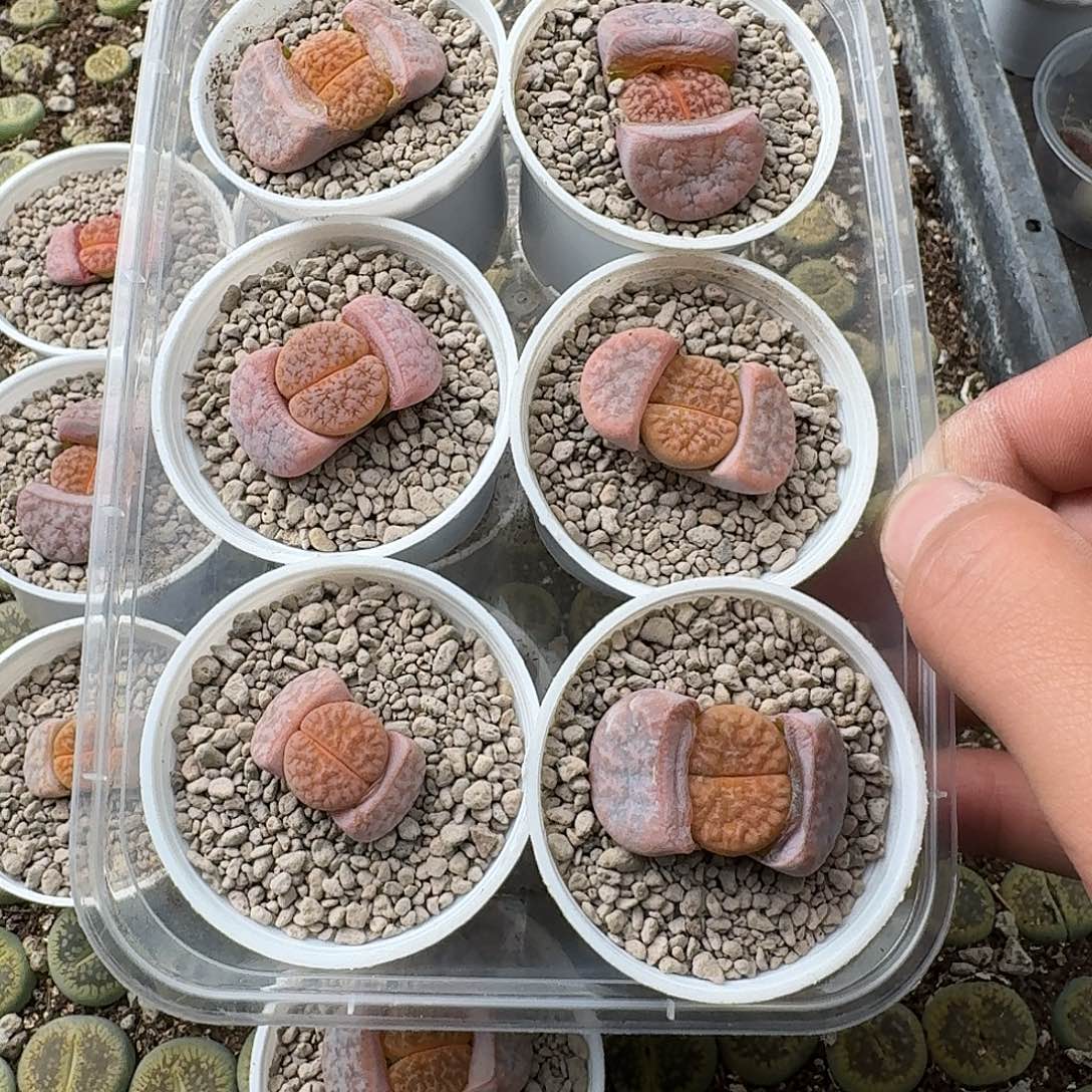 440 哈哈哈哈哈哈哈哈哈