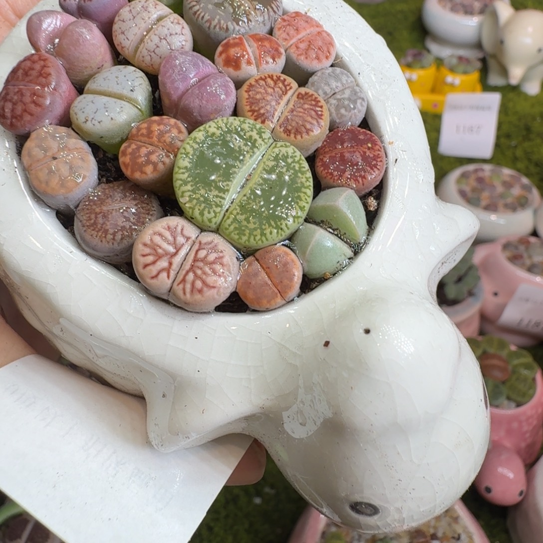 五***猫多肉植物开播福利冲