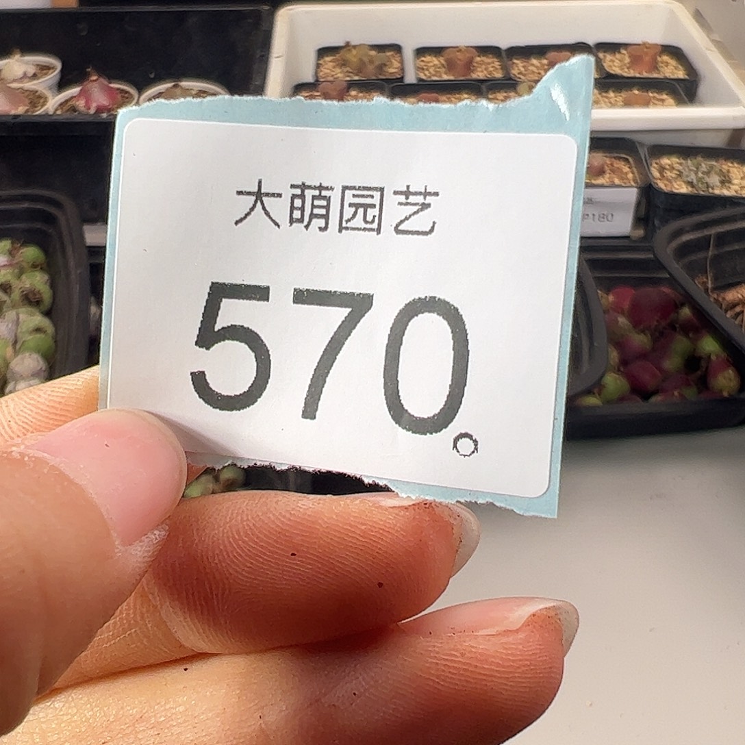 二***R一物一拍        570