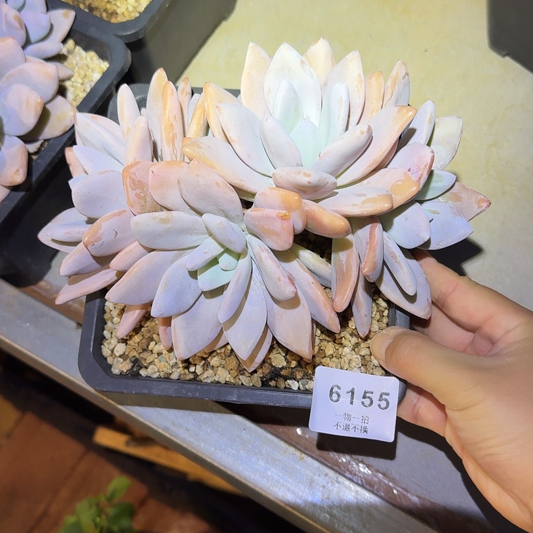 破***蝶6155号粉兔群生多肉