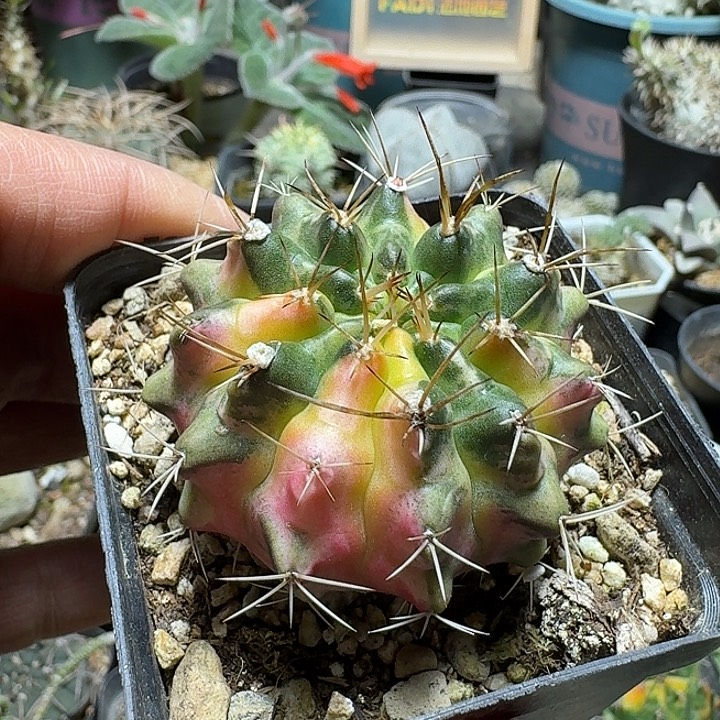 H***3887月亮皇冠带盆发货