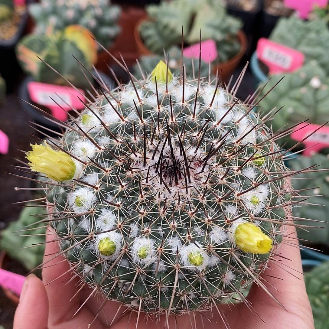 花花草草花花草草