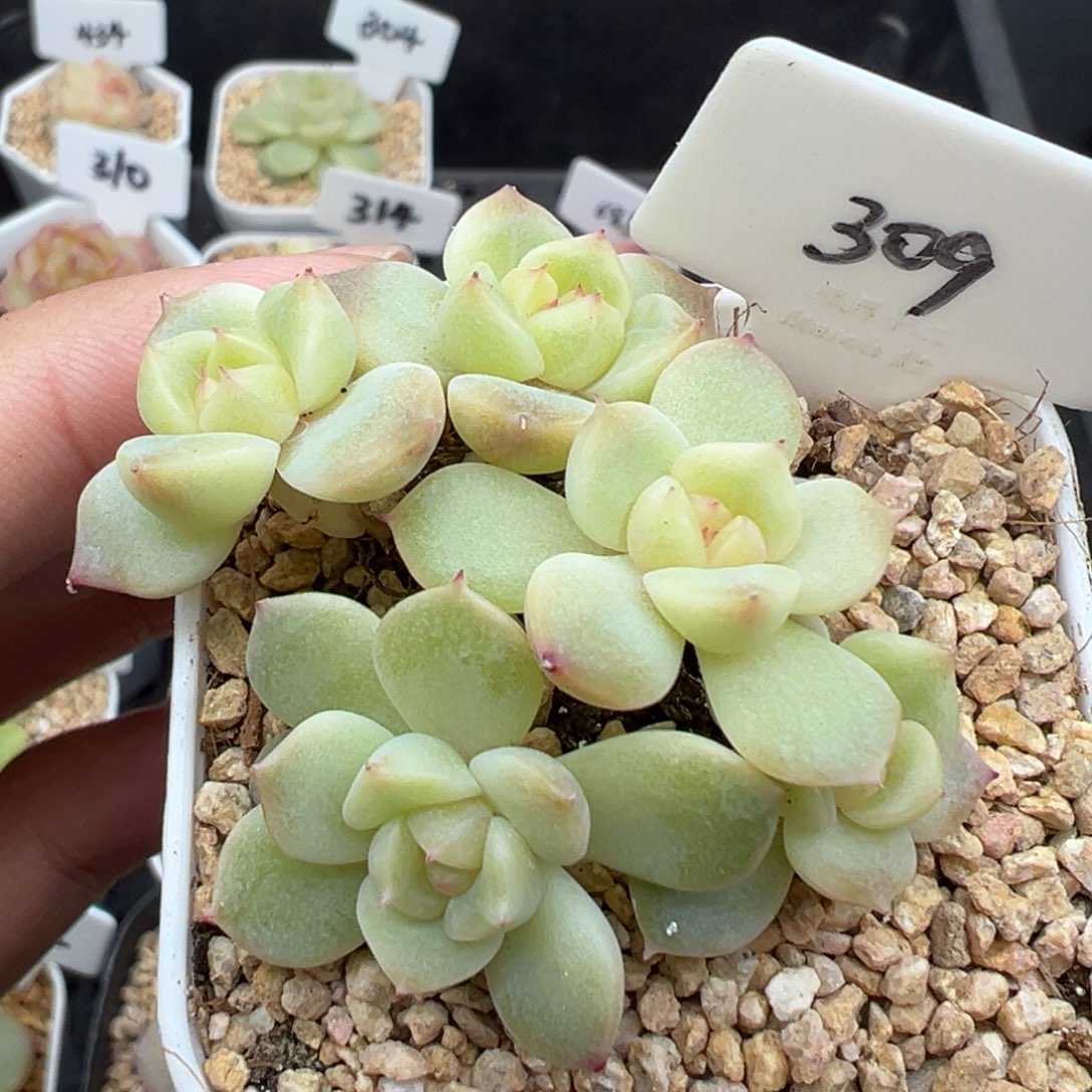 309号甜心 晗雨多肉