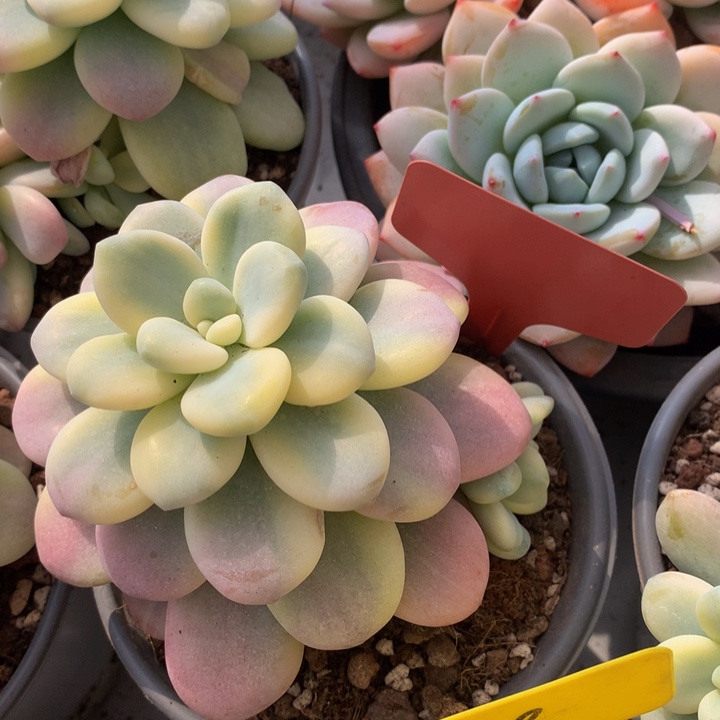 多日子黑五7273773737