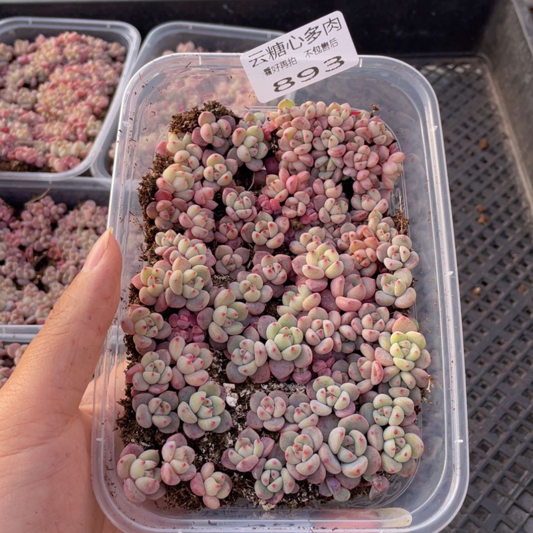云糖心多肉植物893