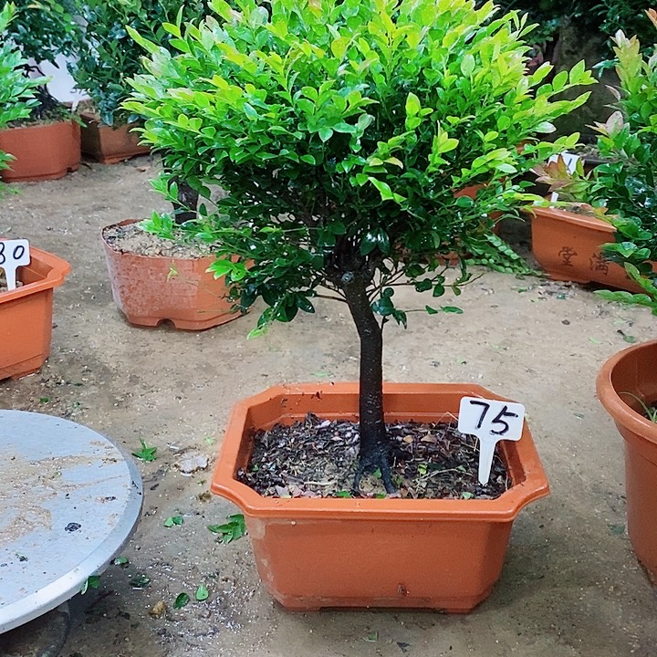 当前无花栽培后可以开花