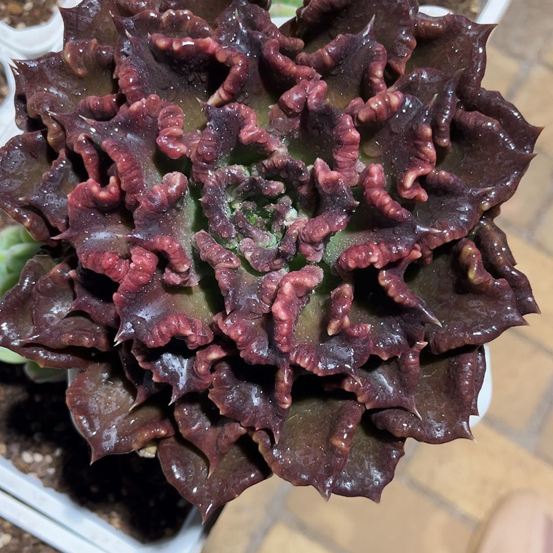 寄养链接的肉肉的肉肉