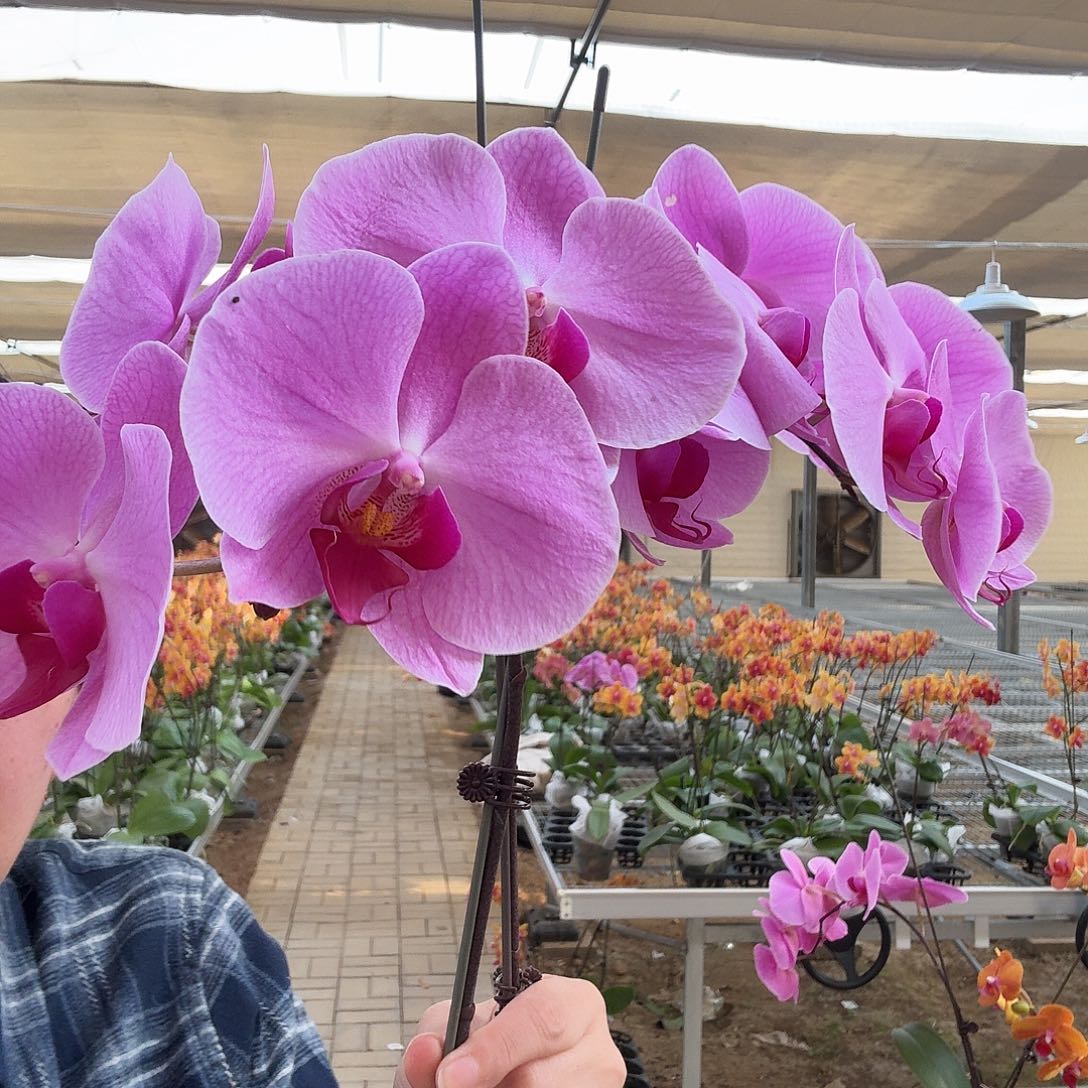 完全开放泗水2颗，