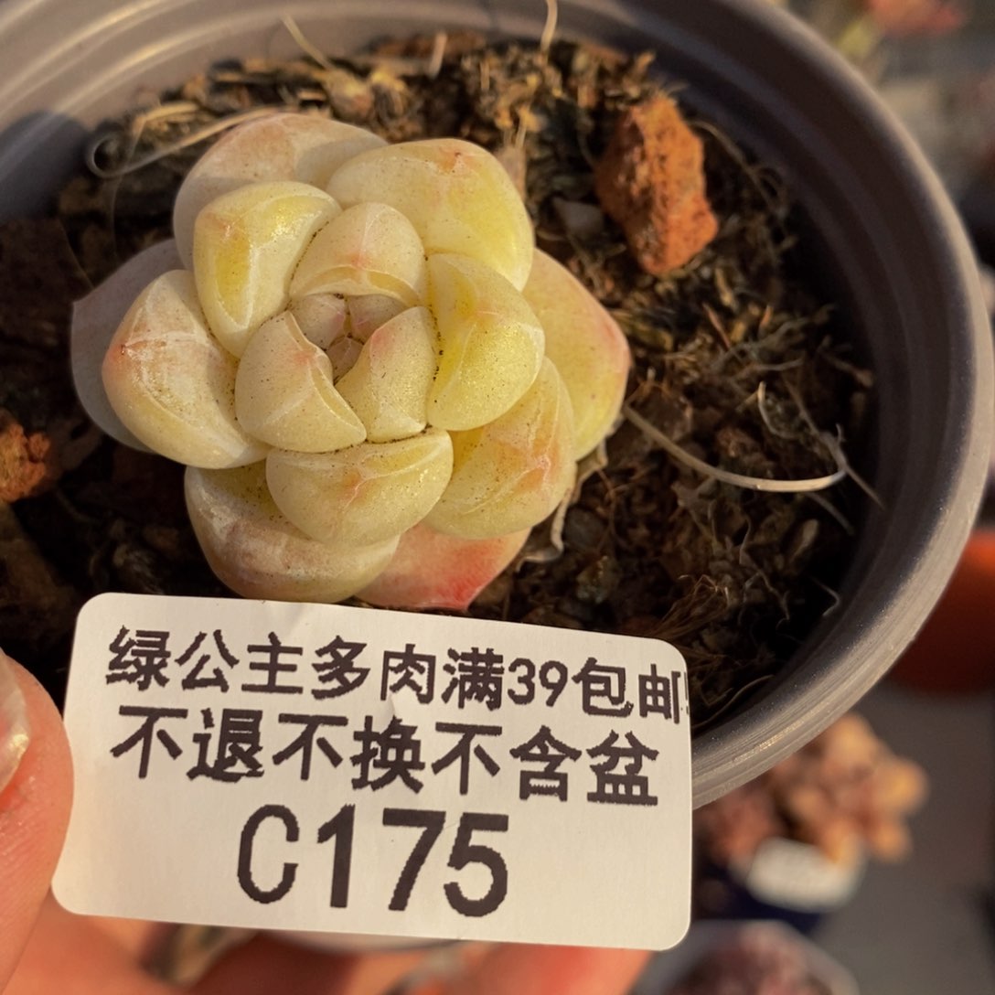 175珍妮冰玉多肉3c m