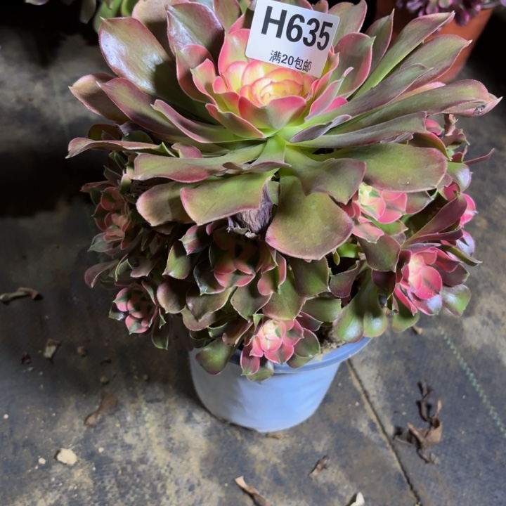 瑞妈，。。。。635香妃砍过的，