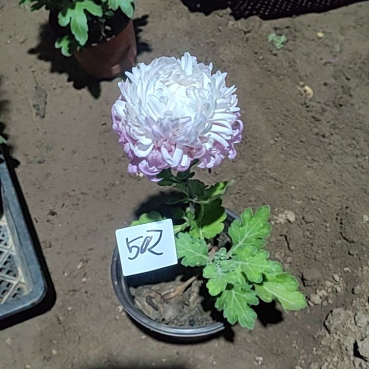 完全开放土球发货老根无售后一物一拍502