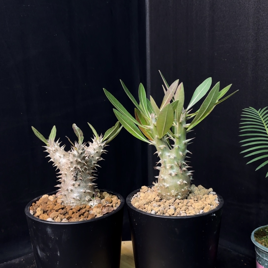 惠比大黑带盆土hhh