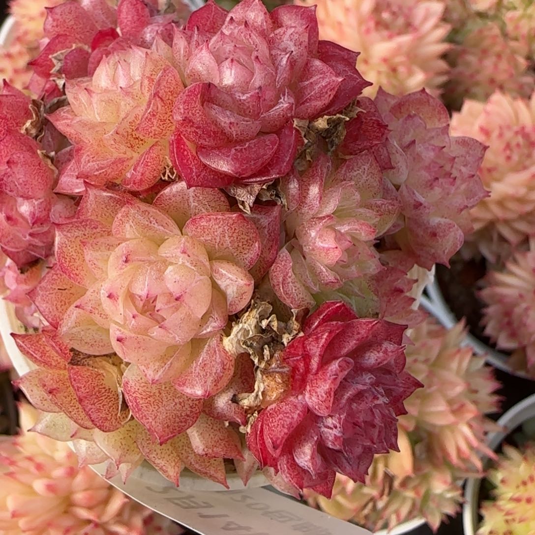 花语逸镜0214-632