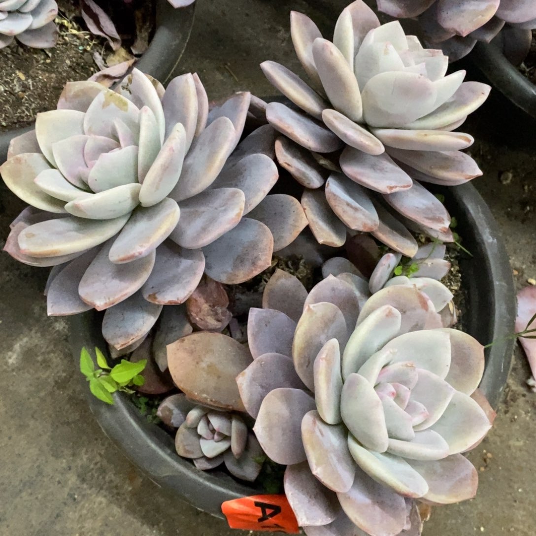 红茶三大头起发老桩，230杯